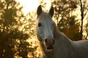 Read more about the article Coaching i Koń – Wrażliwość i Moc w Horse Assisted Education